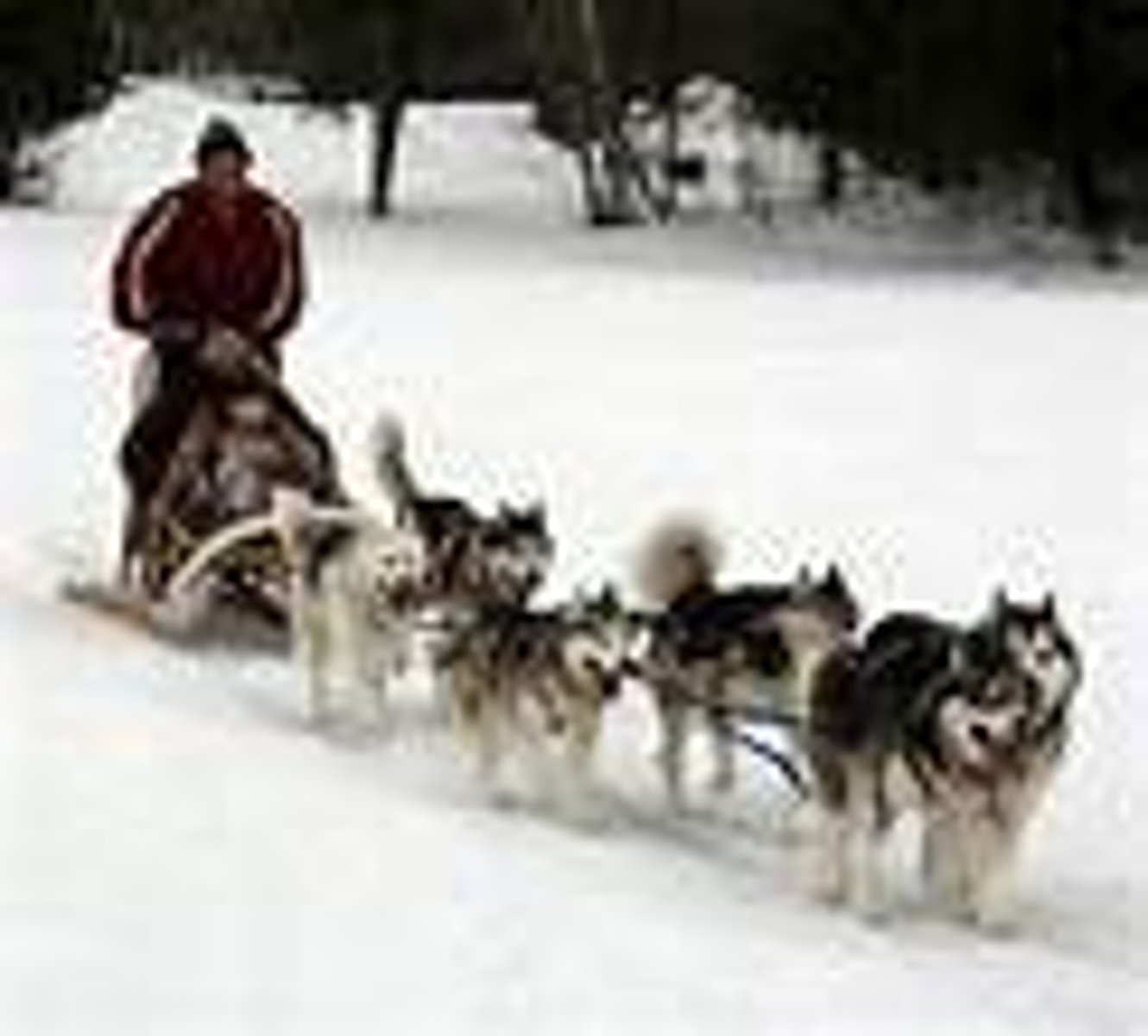 <p>/ˈdɒɡsled/ • Noun • A sled pulled by dogs, especially used in snowy regions. • Xe trượt tuyết kéo bởi chó. • He participated in a dogsled race in Alaska.</p>