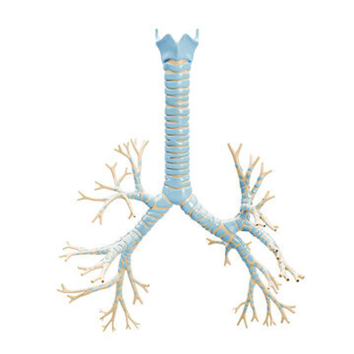 <p>made up of hyaline cartilage</p>
