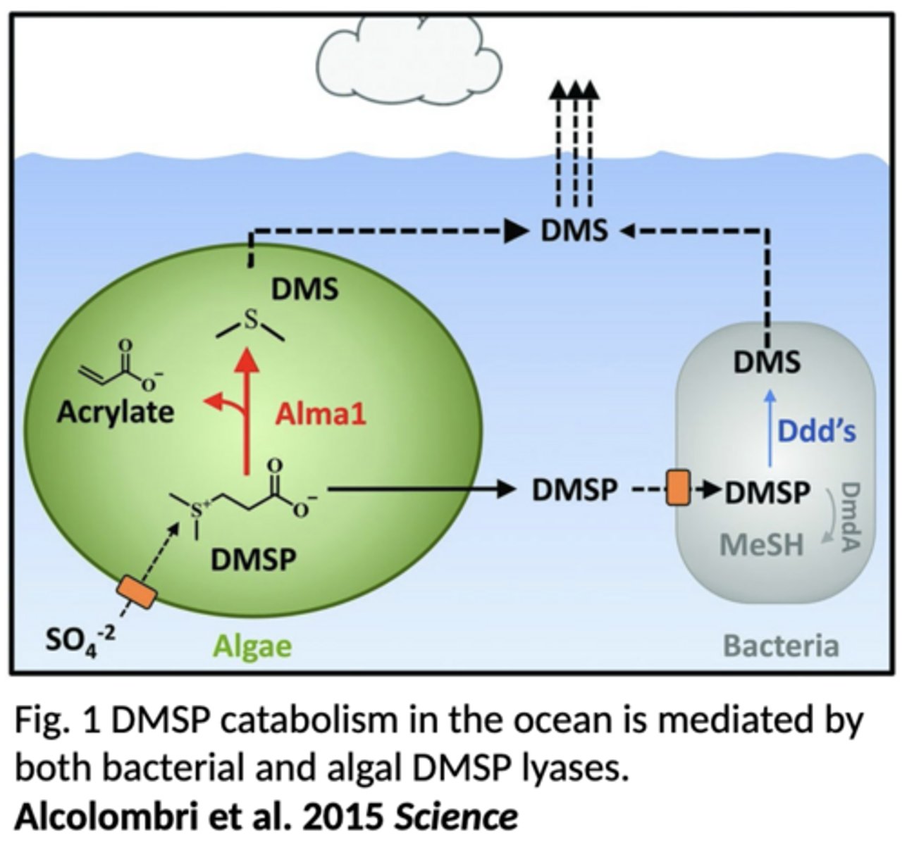 <p>algae excrete substances such as glycolate, amino acids, amino sugars, peptides, carbohydrates, lipopolysaccharides, and DMSP (dimethylsulfoniopropionate) which is converted to DMS (dimethyl sulfide), all of which affects the climate</p>