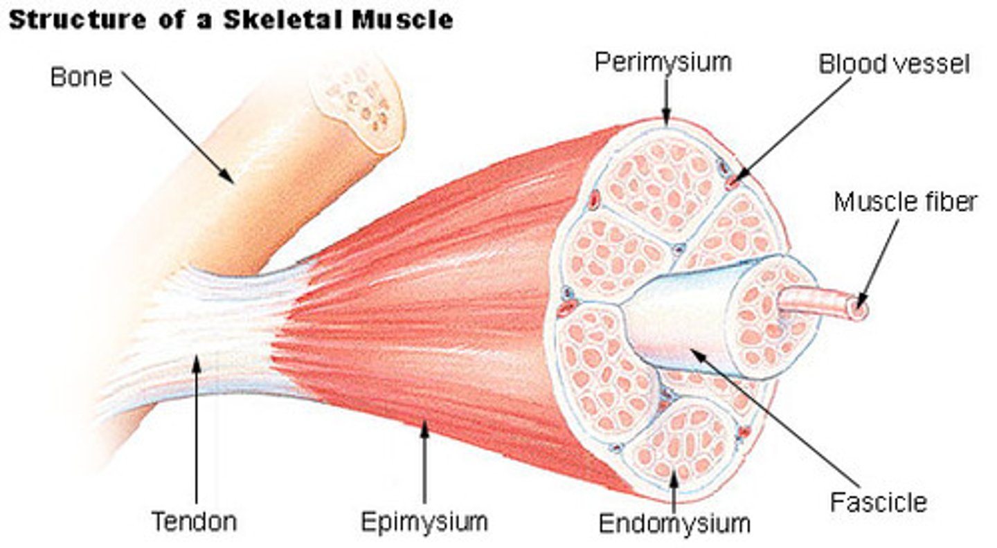 <p>A single muscle cell</p>