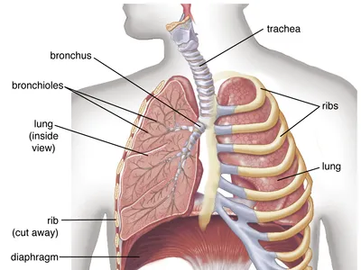 <p><strong>Diaphragm:</strong> is the primary, dome-shaped muscle located below the lungs that enables breathing by contracting and flattening to expand the chest cavity, drawing air in (inhalation)</p>
