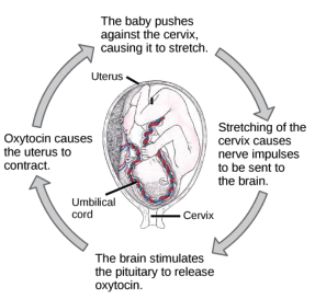 <p>positive feedback cycle: </p><p><strong>increased stretching</strong> of cervical myometrium <strong>increases oxytocin release from posterior pituitary </strong>→ stimulates myometrial contractions in labor that push fetus further into cervical, <strong>further increasing stress-induced neural signals + OT release </strong></p>