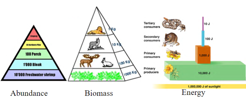 <p>a relative comparison among trophic levels of abundance, biomass amount, or energy</p><p>depict the flow of food availability or energy between trophic levels</p><p>progressively less food (energy) is available to each trophic level</p>