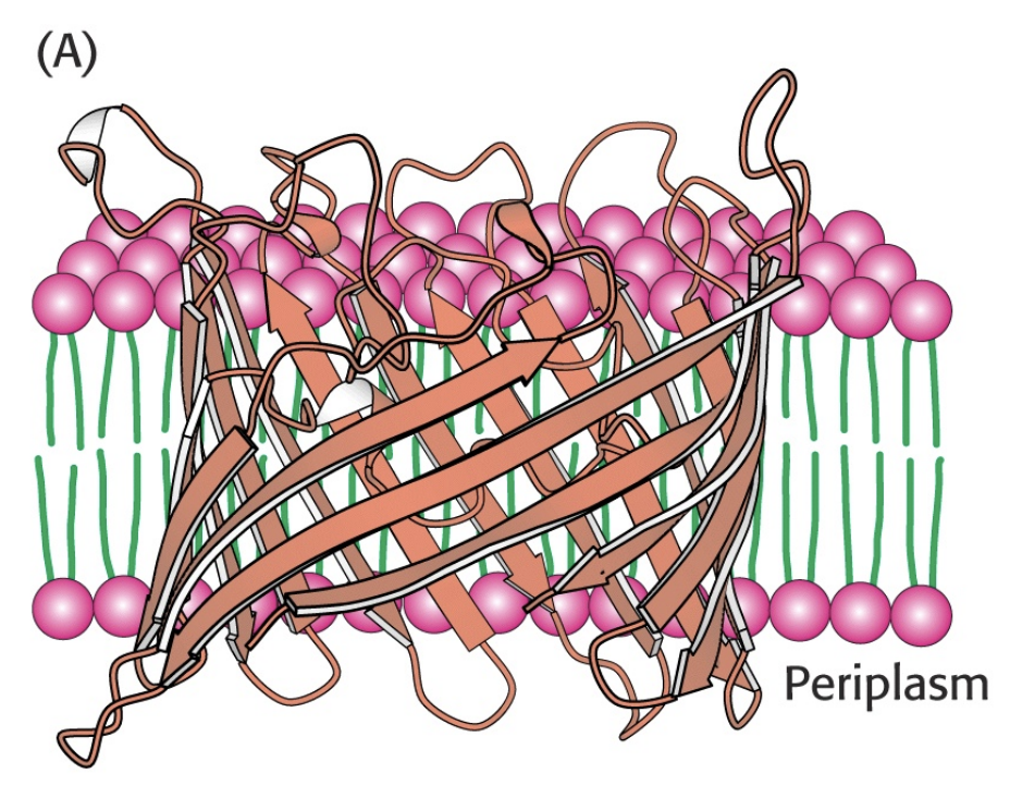 A beta barrel is a bunch of beta sheets linked together to form ion channels