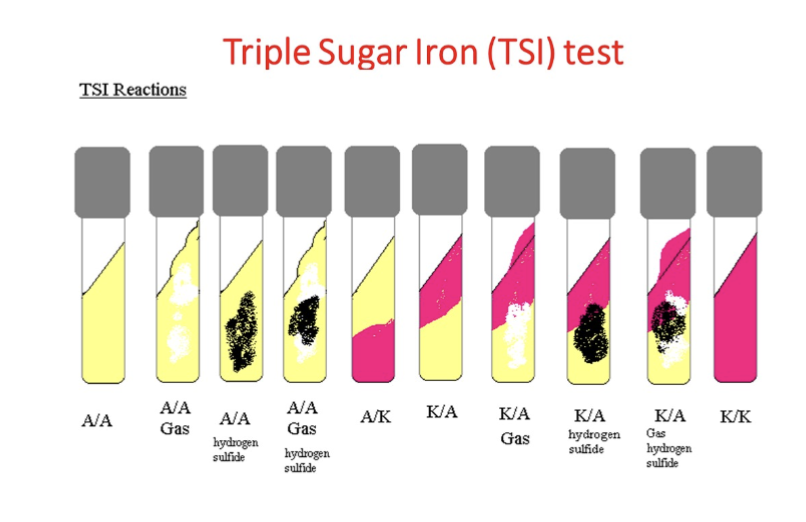 <p>(Glucose: Lactose: Sucrose—&gt; 1: 10: 10)</p>