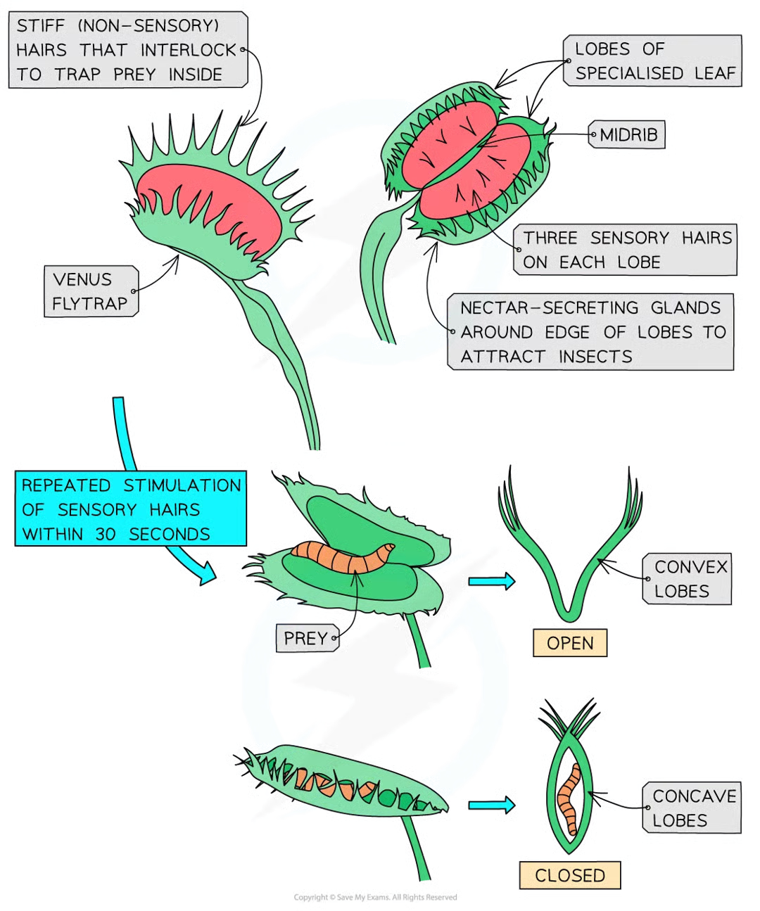 <ul><li><p>the specialised leaf divided into two lobes on either side of midrib</p></li><li><p>inside of lobes is red and has nectar secreting glands on edges to attract insects</p></li><li><p>each llobe has 3 stiff sensory hairs that detech gtouch </p></li><li><p>if insect touchnes one hair action potential generated which causes 2 lobes to fold along midrib capturing insect</p></li></ul><p></p>