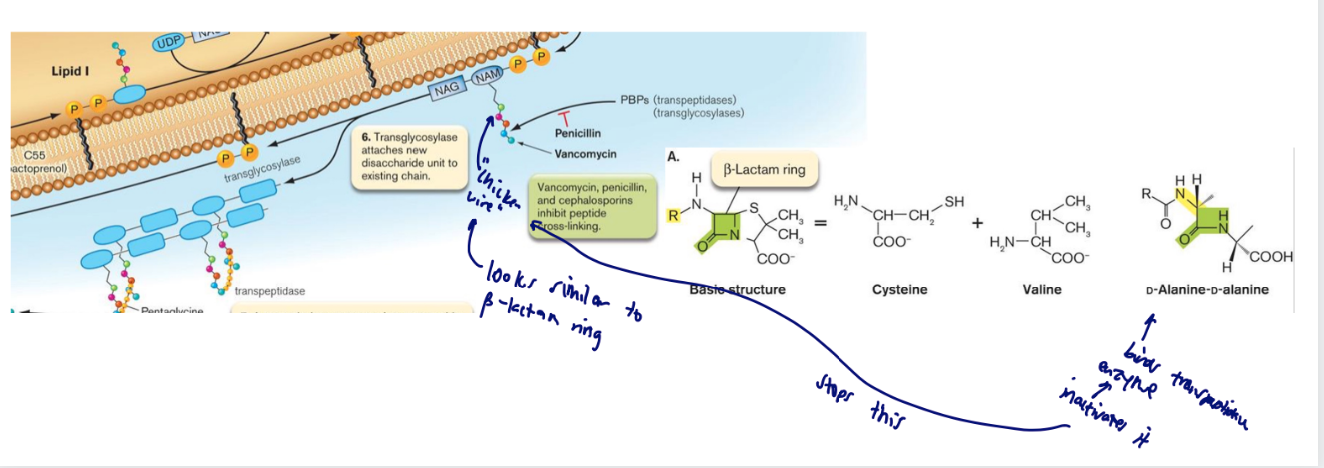 <ul><li><p><span>Penicillin is an antibiotic derived from cysteine and valine</span></p><ul><li><p><span>condensed by fungal enzymes to form a beta-lactam ring structure</span></p></li></ul></li><li><p><span>The beta- lactam ring chemically resembles the D-Ala-D-Ala peptide crosslink within peptidoglycan</span></p></li><li><p><span>Allows penicillin to bind to and inhibit the </span><span style="font-family: -apple-system, BlinkMacSystemFont, Segoe UI, Roboto, Oxygen, Ubuntu, Cantarell, Open Sans, Helvetica Neue, sans-serif; color: var(--color-neutral-black)">transpeptidase </span><span>enzyme that cross-links peptidoglycan chains.</span></p></li></ul>