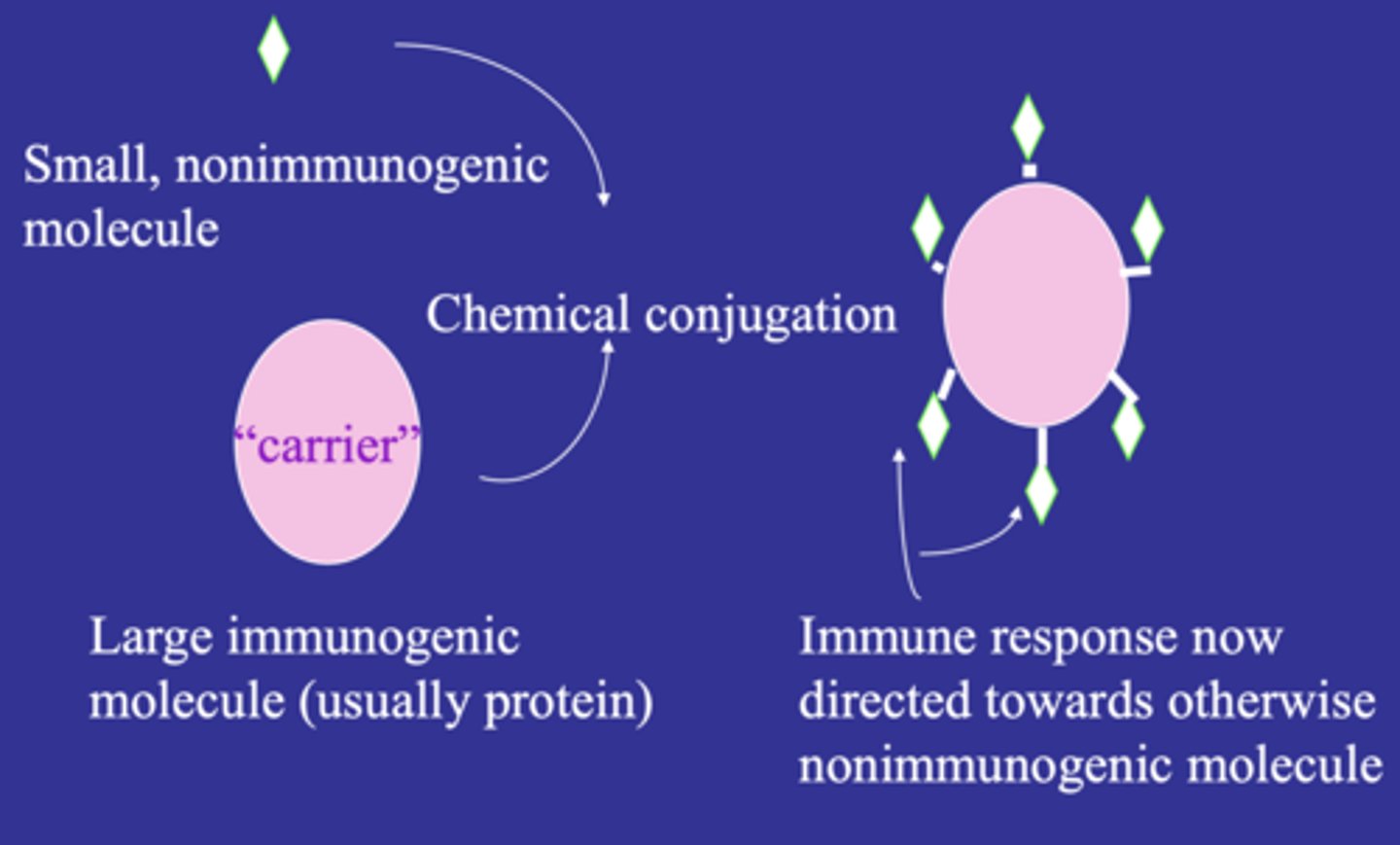 <p>conjugate with a large immunogenic molecule</p>