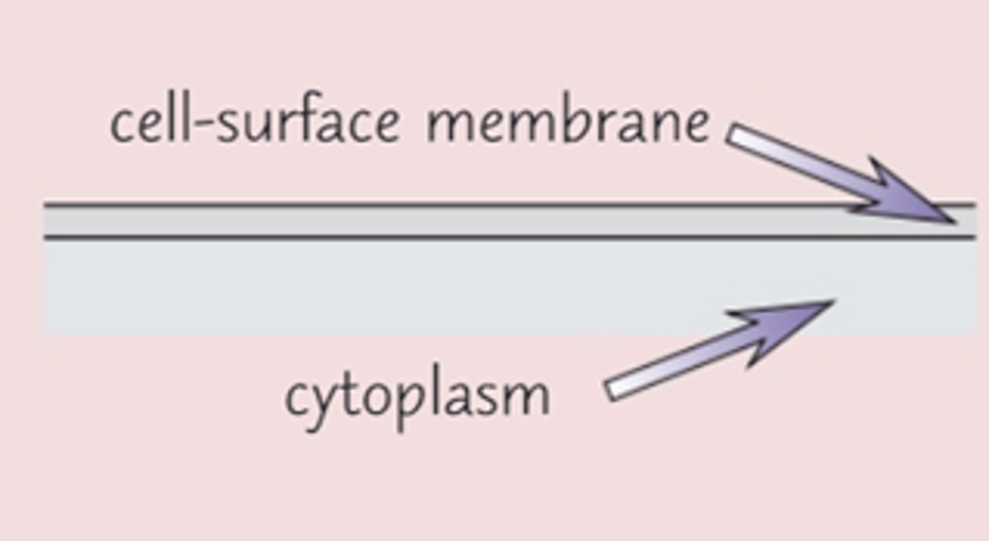 <p>Controls the movement of substances into and out of the cell</p>