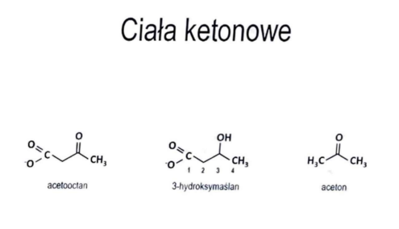 <p>-alternatywny produkt utleniania wolnych kw. tłuszczowych w wątrobie</p><p>-mogą być wykorzystywane jako materiał energetyczny przez mózg, serce, mięsnie i nerki </p><p>-pośrednie metabolity tłuszczów (np. aceton)</p>