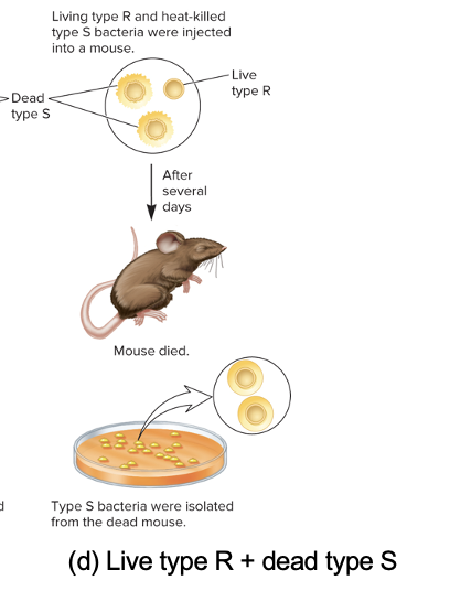 <ul><li><p>mouse died and type S bacteria recovered from the mouse’s blood</p></li></ul><p></p>