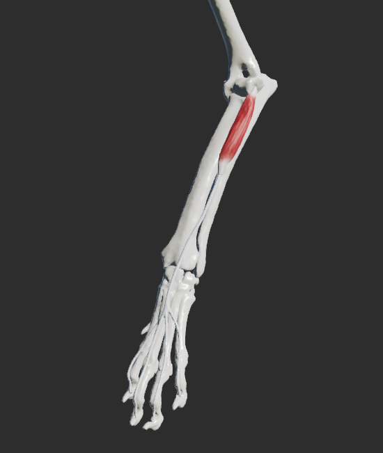 <p>U Ca a Fe: sval má jen jednu odstupovou hlavu</p><p>odstup: z epicondylus lateralis humeri a ligamentum collaterale laterale art. cubiti</p><p>úpon: nad karpem se dělí na 4 úponové šlachy, které se upínají na crista unguicularis II. – V. prstu</p><p>fce: extenze v kloubech karpu a prstů</p>