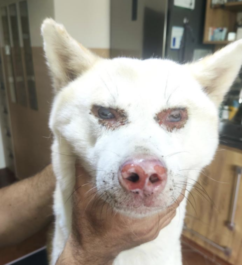 <p>What syndrome is an autoimmune disorder targeting melanocytes, is most common in Akita, Husky, and other dogs, and causes bilateral granulomatous panuveitis (immune-mediated)? Skin and hair depigmentation will follow, and diagnosis is based on clinical signs and exclusion of other causes. Early aggressive immunosuppression is essential to preserve vision, but pigment changes are permanent.</p>