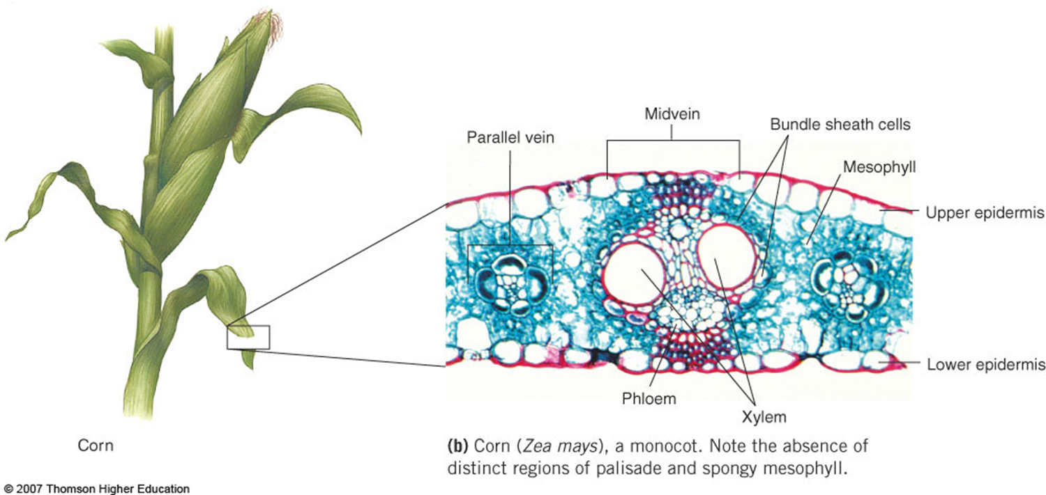 <ol><li><p>Parallel vein</p></li><li><p>Midvein</p></li><li><p>Bundle sheath cells</p></li><li><p>Mesophyll</p></li><li><p>Upper epidermis</p></li><li><p>Lower epidermis</p></li><li><p>Xylem</p></li><li><p>Phloem</p></li></ol>