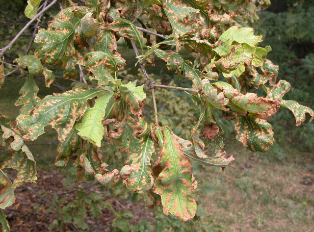 <p>Host: Non-Specific</p>