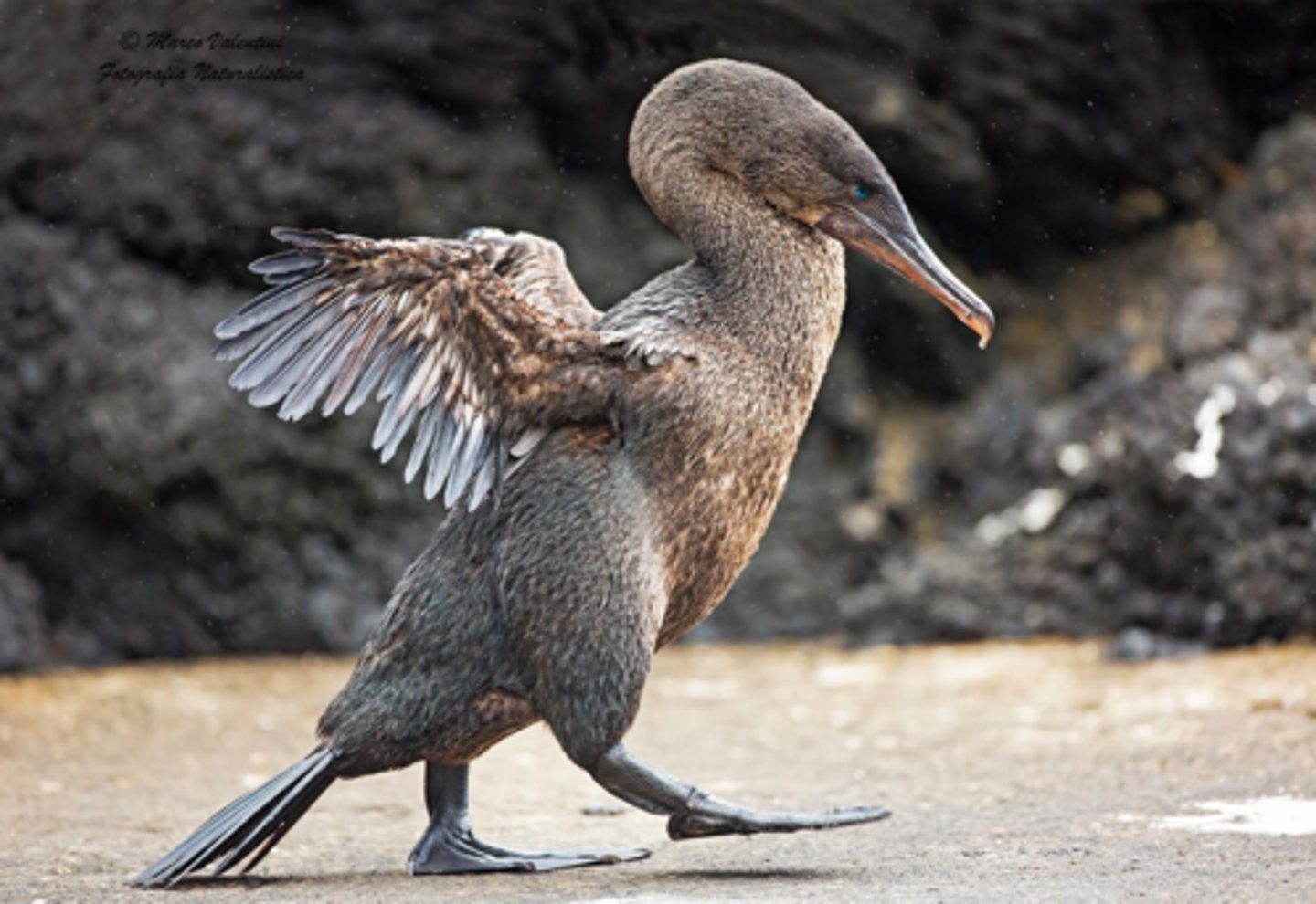 <p>Flightless Cormorant (7 facts)</p><p>- 1 Diet/Prey</p><p>- 2 Size/Color</p><p>- 1 Location</p><p>- 1 Reproduction/Displays</p><p>- 2 Other</p>