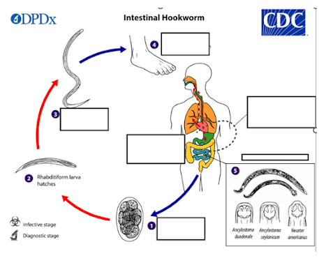 <p><span style="line-height: 1.5;"><strong><span>What type of larvae can become dormant and later re-activate in the human body?</span></strong></span><br></p>