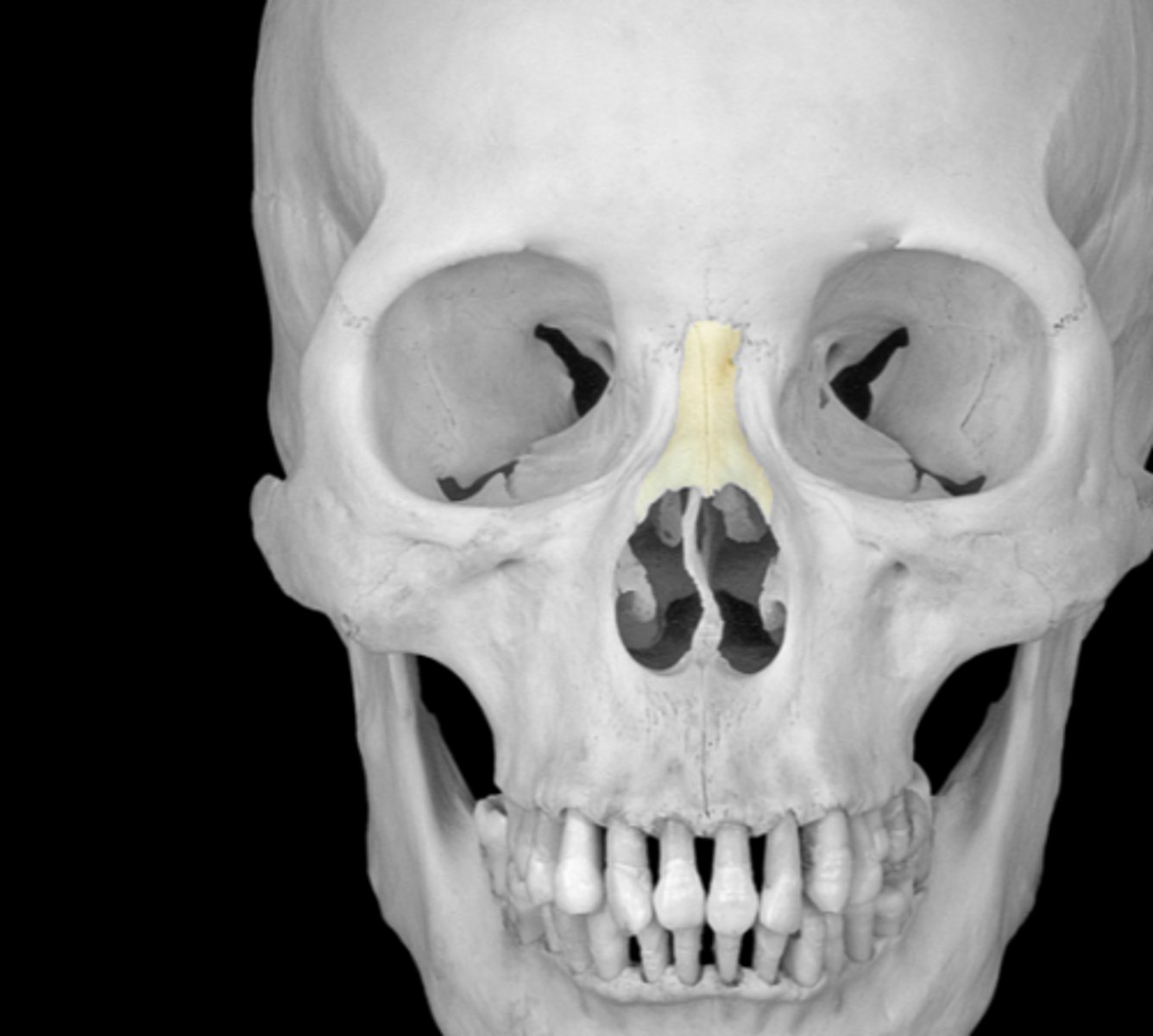 <p>articulate with frontal</p><p>nose bridge</p>