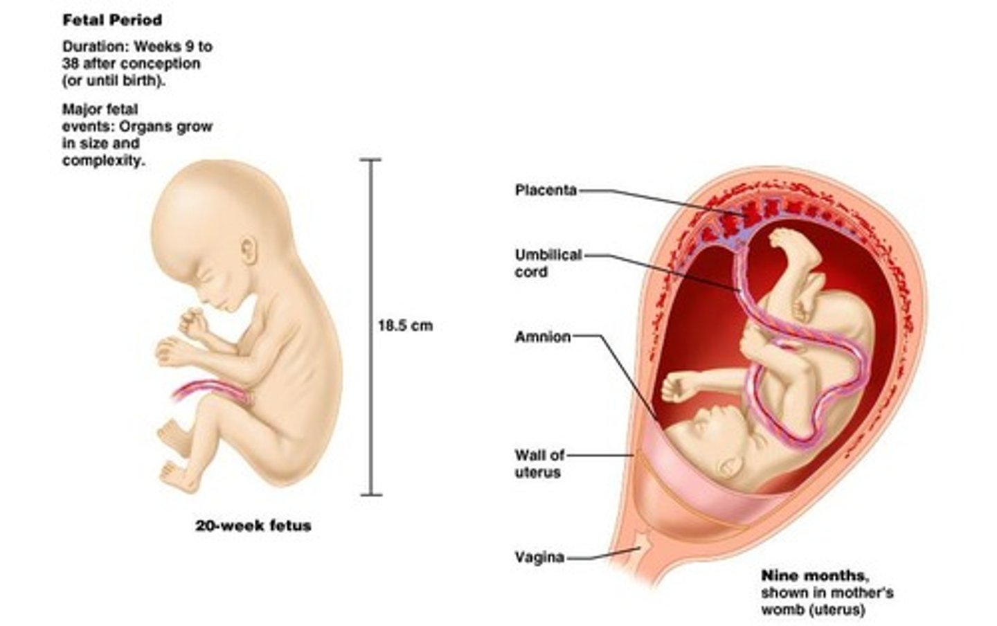 <p>Remaining 30 weeks of development.</p>
