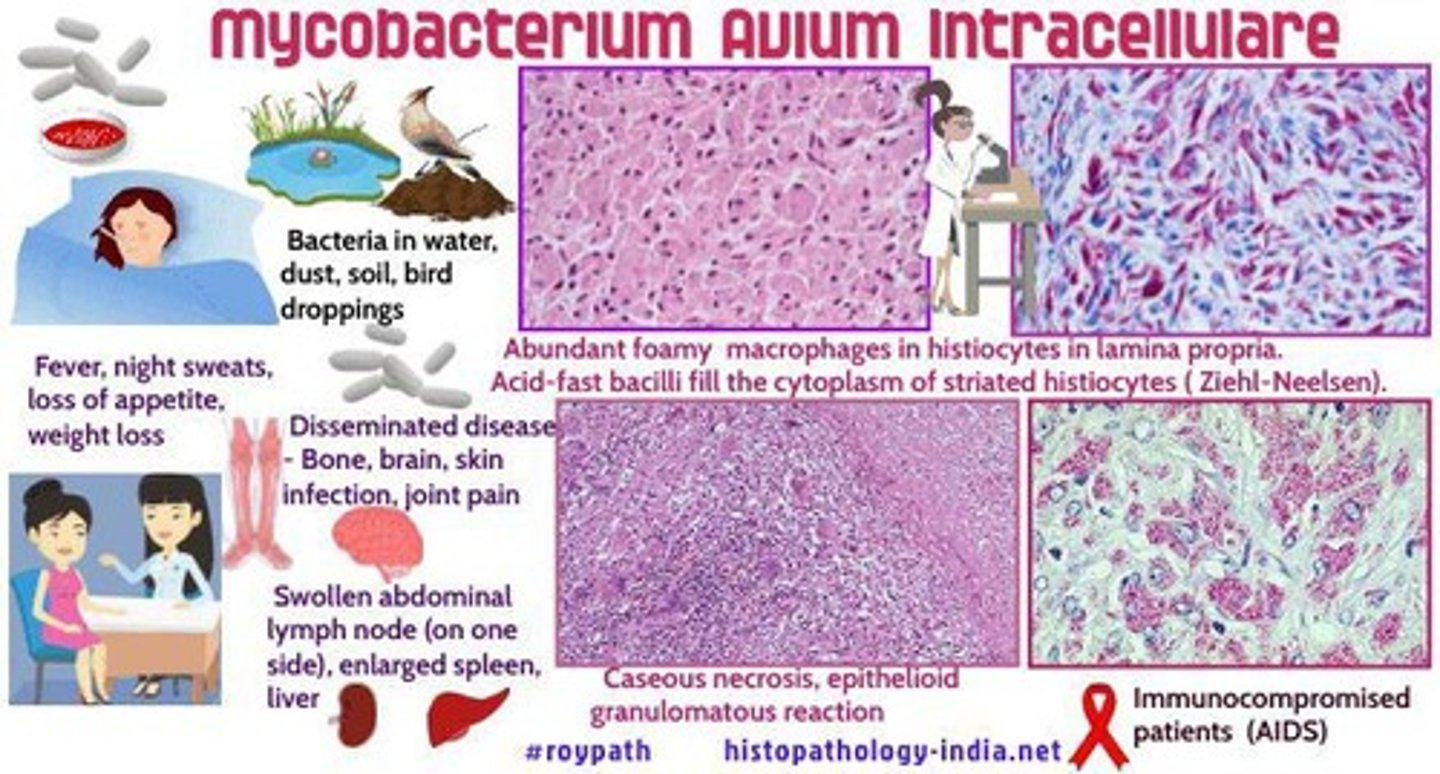 <p>A bacterial infection that can cause recurring fevers, problems with digestion, and serious weight loss.</p>