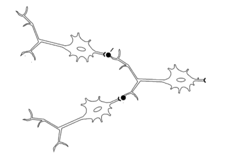 <p>When there is more than one pre-synaptic neurone synapsed to the same post-synaptic neurone</p>