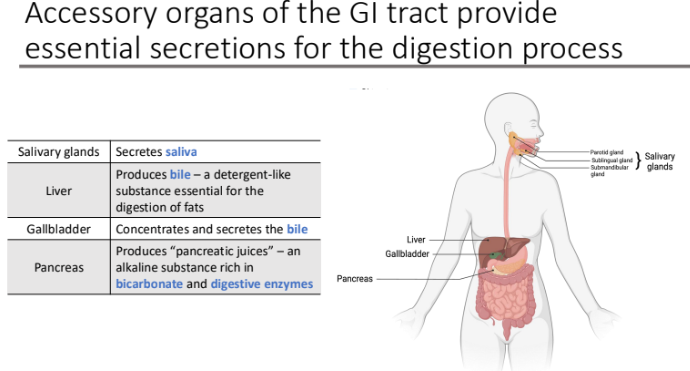 <ol><li><p>Salivary glands → secretes saliva </p></li><li><p>Liver → Produces bile – a detergent-like substance essential for the digestion of fats</p></li><li><p>Gallbladder→ concentrates and secretes the bile</p></li><li><p>Pancreas → Produces “pancreatic juices” – an alkaline substance rich in bicarbonate and digestive enzymes</p></li></ol><p></p>
