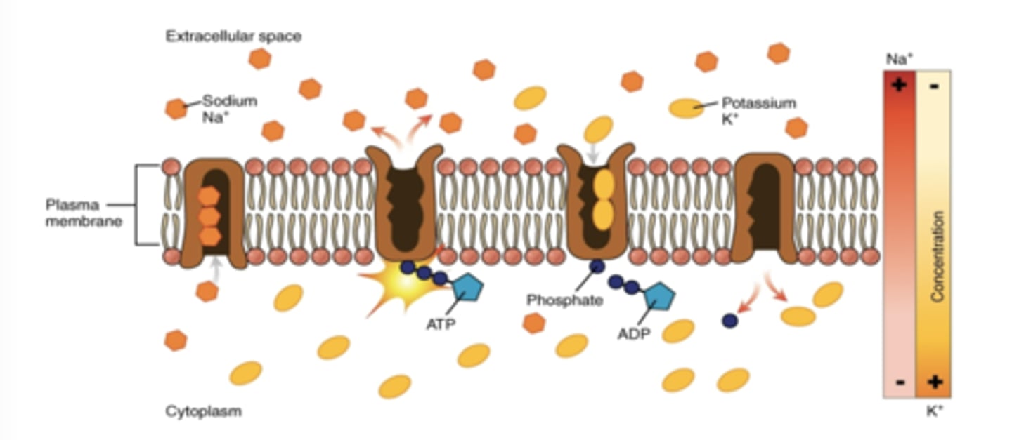 <p>The sodium-potassium pump, which is also called Na+/K+ ATPase, transports what into and out of the cell? </p>