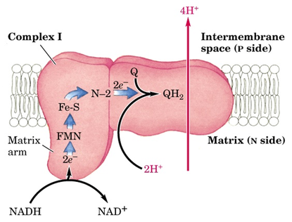 <ul><li><p>2 electrons will be accepted from NADH</p></li><li><p>Transfers them to Coenzyme Q</p></li><li><p>Pumps 4 H<sup>+</sup> into the inter membrane </p></li><li><p>NADH turns into NAD+</p></li></ul><p></p>