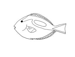 <p>Paracanthurus hepatus</p>