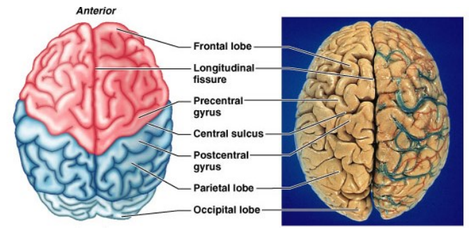 <ul><li><p class="">Divided into right &amp; left by <strong>longitudinal fissure</strong></p></li><li><p class=""><strong>Central sulcus</strong> separates <strong>frontal</strong> &amp; <strong>parietal</strong> lobes</p></li></ul><p></p>