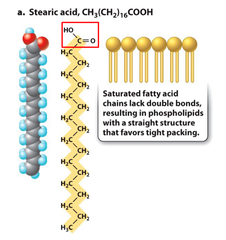 <p>Hydrocarbons have maximum hydrogen bonding and no C=C double bonds</p>