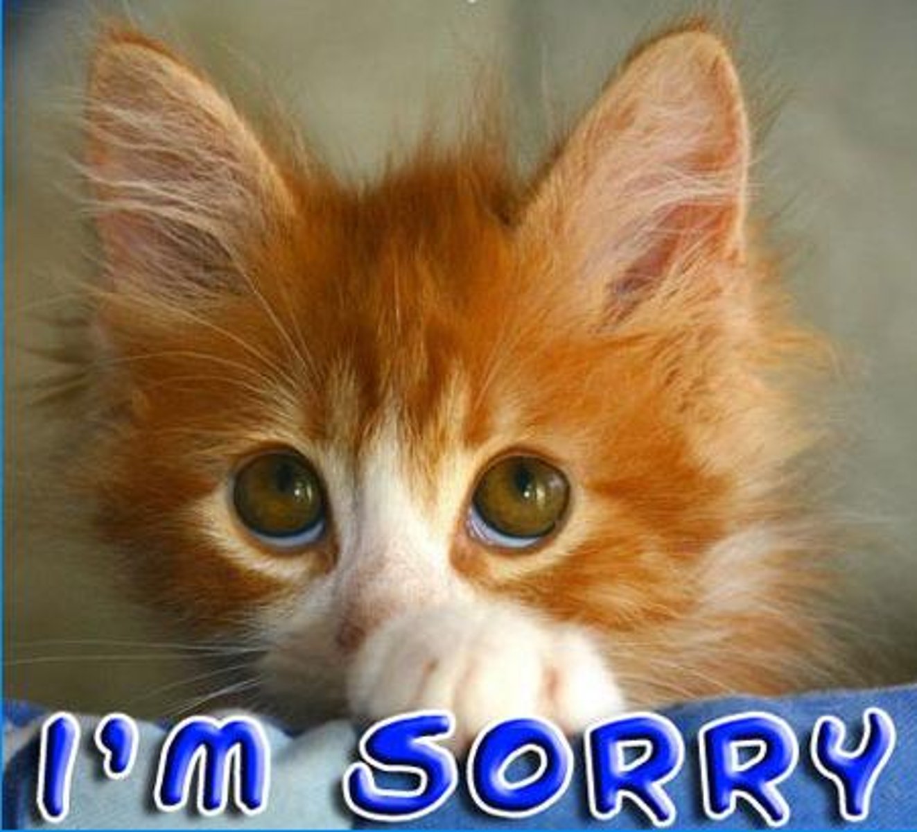 <p>I'm sorry</p>