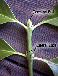 <p>buds that are on the side of the branch, grows directly from the branch</p>