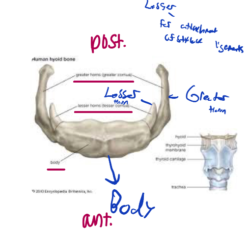 *Forensic application - broken during strangulation*

\
The hyoid bone is located between the mandible and larynx, and serves as a point of attachment for many muscles. 

\
It does not articulate with any other bone.

\
Parts:


1. Body
2. Greater Horn 
3. Lesser Horn 

\
