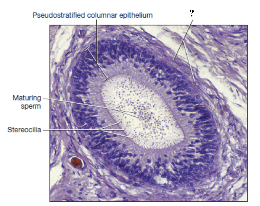 <p>surrounds the epididymal tubules and propels sperm toward the tail </p>