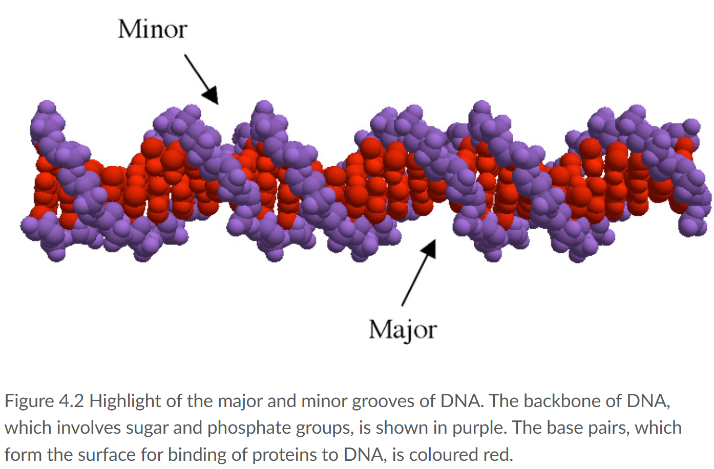 <p>The surfaces of these grooves are formed by the sides of the base pairs</p><p>this is relevant as for binding of DNA proteins as they hydrogen bond met the surfaces of the grooves.</p>