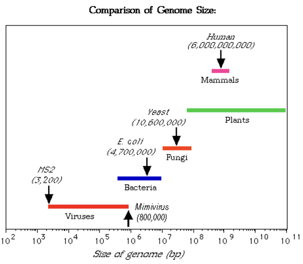 <p><strong>FALSE</strong></p><ul><li><p>Humans = 6,000,000,000 bp</p></li><li><p>Yeasts (fungi) = 10,600,000 bp</p></li><li><p><em>E. coli </em>(bacteria) =<strong> 4,700,000 bp</strong></p></li><li><p><em>Mimivirus </em>(viruses) = <strong>800,000 bp</strong></p></li><li><p>MS2 (bacteriophage) = 3,200 bp</p></li></ul><p></p>