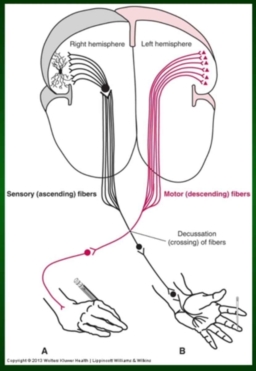 <p>The right cerebral cortex controls and feels the left body. The left cerebral cortex controls and feels the right body</p>