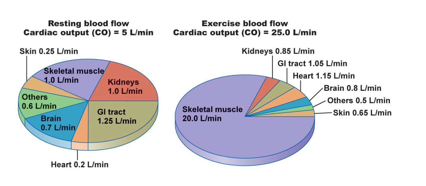 <ul><li><p><span>Different blood flow due to the various metabolic demands, and functions of different organs and tissues in the body</span></p></li><li><p><span>Some organs/tissue require more blood to carry out their functions</span></p></li><li><p><span>Will change depending on the state of the human body</span></p></li><li><p><span>When exercising → cardiac output increases</span></p></li><li><p><span>The cardiac output is the amount of blood pumped by the heart per minute. It is a product of heart rate x stroke volume</span></p></li><li><p><span>Blood flow to skeletal muscles increases while working out</span></p></li><li><p><span style="background-color: transparent;"><span>Cardiac output ↑; more blood to skeletal muscle, less proportionally to kidneys/GI/brain</span></span></p></li></ul><p></p>