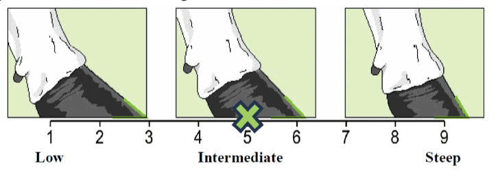 <p>Foot angle</p>