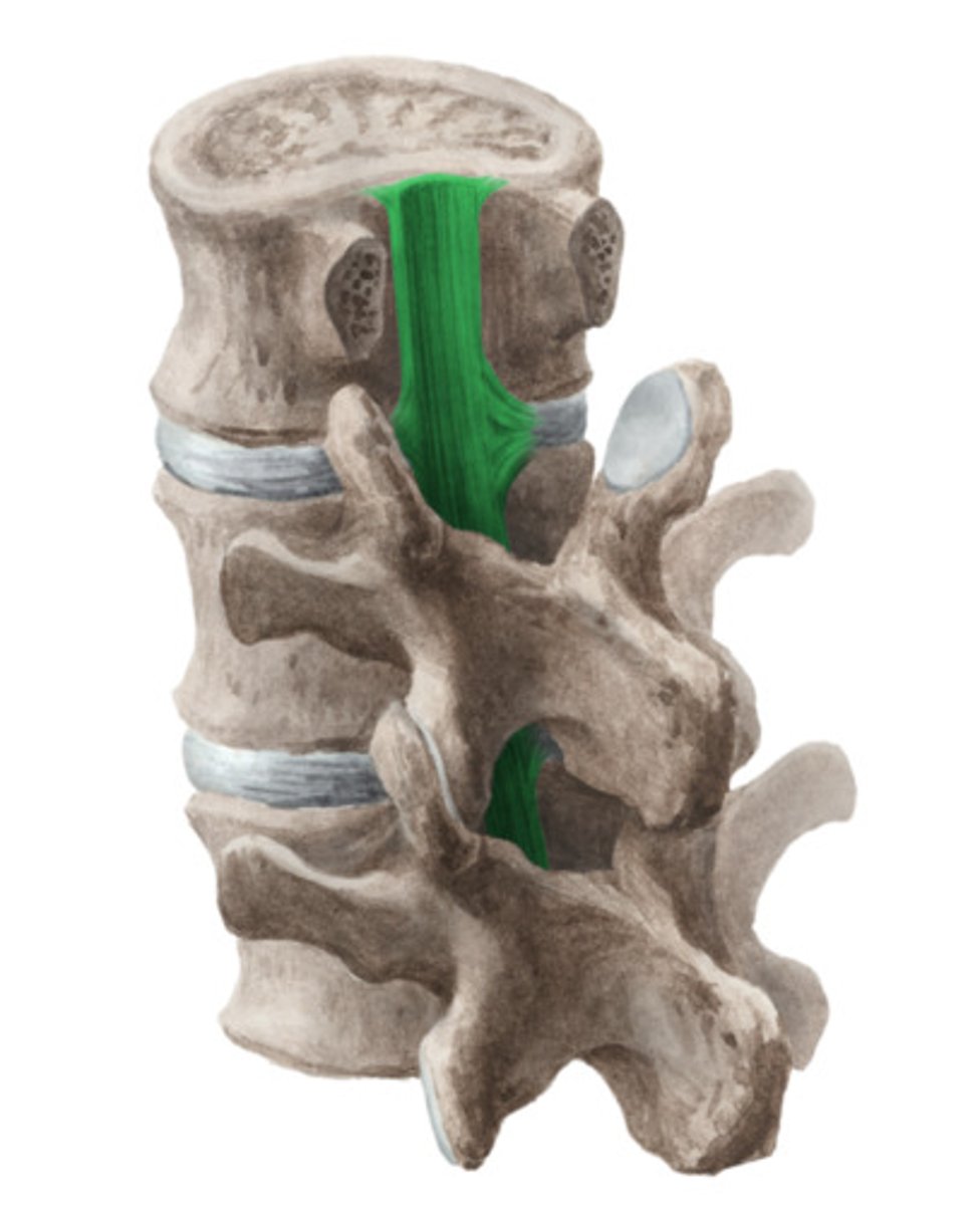 <p>finns i canalis vertebralis posteriort om kotkroppen och begränsar flexion</p><p>av kotpelaren.</p>