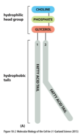 <ul><li><p>Hydrophilic head</p></li><li><p>Hydrophobic tail - fatty acid tail</p></li><li><p>Fatty acid chain length and degree of saturation varies </p></li><li><p>Typically, one chain is saturated, one is unsaturated</p></li><li><p>Net negative charge inner surface of bilayer due to PS in inner leaflet</p></li></ul><p></p>