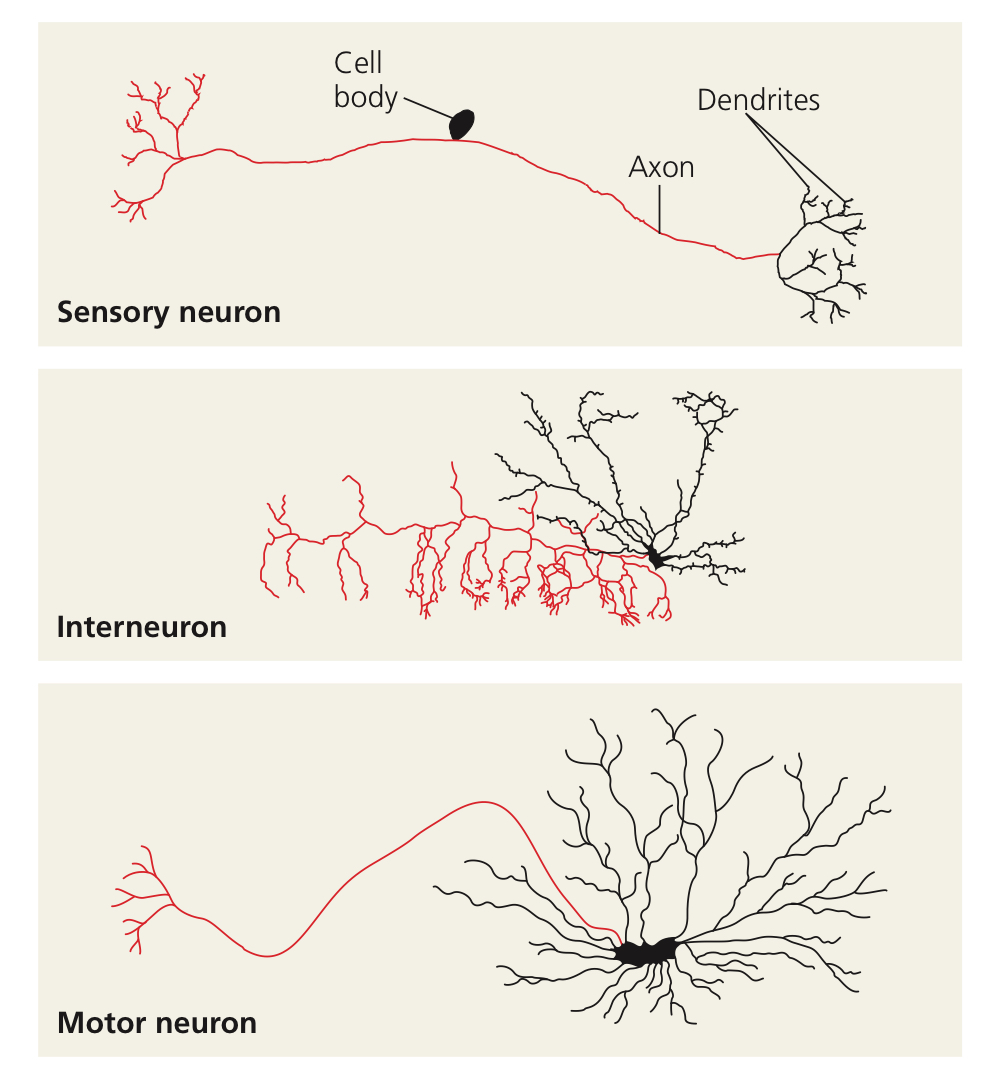 <ul><li><p>Sensory neurons, relaying signals from PNS to CNS.</p></li><li><p>Interneurons, contained and relaying signals within CNS.</p></li><li><p>Motor neurons, relaying signals from CNS to PNS.</p></li></ul>