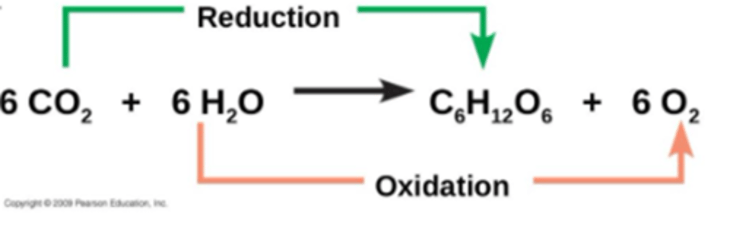 <p>Oxidation:</p><p>- electron loss</p><p>- symptom: H+ loss</p><p>(bonds broken)</p><p>(energy loss)</p><p>Reduction:</p><p>- electron gain</p><p>- symptom: H+ gain</p><p>(bonds formed)</p><p>(energy gain)</p><p>These always occur together -&gt;&gt; "redox" reactions</p>