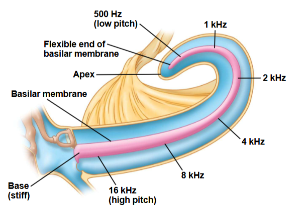 <p><span><span>encoding sound frequency</span></span></p>