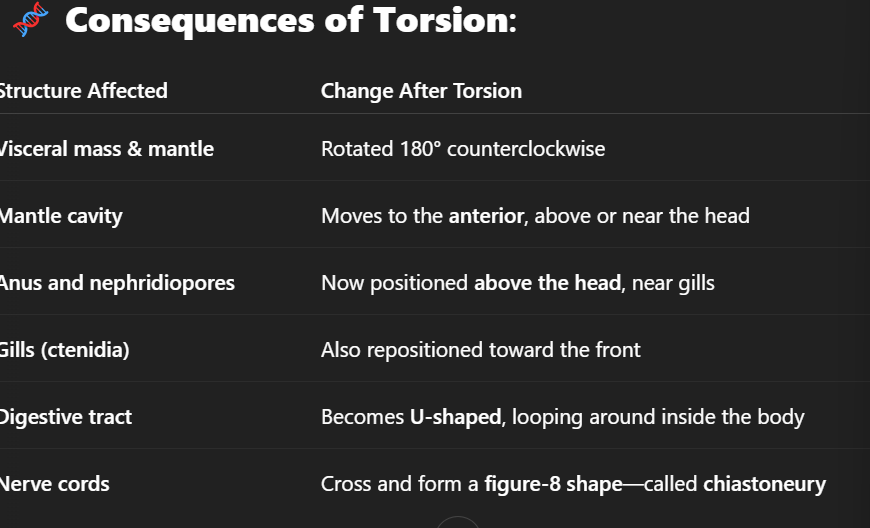 <ul><li><p>Torsion is a feature of gastropod development and anatomy, it is a unique process in the gastropod and alters the body layout of the organism.</p></li><li><p>It is a 180 degree counterclockwise rotation of the visceral mass, mantle, and mantle cavity during larval development. The twist occurs in the trochophore or veliger larval stage and results in the mantle cavity, gills, anus, and excretory/reproductive openings moving from the posterior end to a position just behind the head.</p></li><li><p>Advantages of torsion includes being able to enter a shell head first which offers protection from predators and environmental threats. Clean water flows into the mantle cavity which prevents covering the gills with waste and improves respiration. The sensory organs are also at the front which allows for improving environmental awareness.</p></li></ul><p></p>