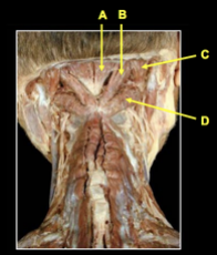 <p>Turns head to the same side.</p>