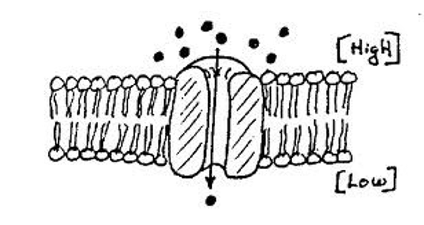 <p>movement of molecules from an area of high concentration to an area where they are less concentrated. until equilibrium is reached.</p><p>directly through the membrane.</p>