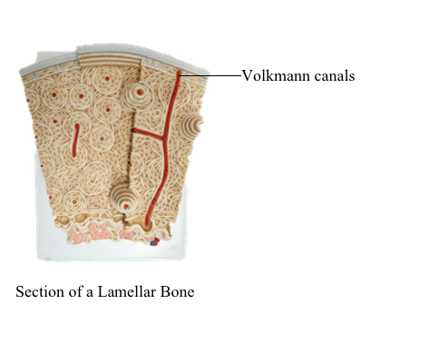 <p>&gt;acts like the pipes connectin the central canals in bone. They help facilitate communication and nutrient exchange between osteons. </p><p>Also called a perforating canal, it's a <strong>horizontal or oblique canal</strong> that runs perpendicular to central (Haversian) canals. These canals allow blood vessels and nerves to connect different osteons and the periosteum.</p>