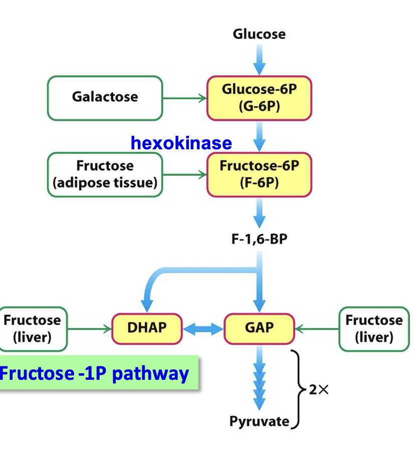 <p>Fructose enters glycolysis in the liver via the fructose-1-phosphate pathway, bypassing the PFK regulation step. This pathway allows fructose to be metabolized independently of glucose regulation, which can contribute to metabolic imbalances if excessive.</p><p></p>